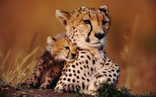 Gepardzica z młodym
