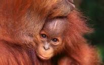 Orangutany